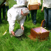 Bienen rein und Mittelwände drauf