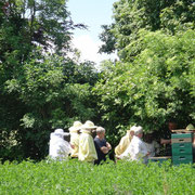 Praktische Übungen am Bienenvolk