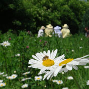 Die Wildblumenwiese entfaltet ihre Pracht