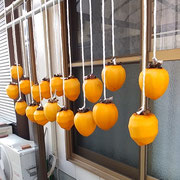 艶の良い柿を売っていましたので第二陣の柿を吊しました。　　　　　　・艶の良き柿に出合ひて柿吊す(和良)