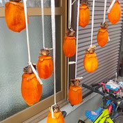 今年も仕上がっていくのが楽しみで少しですが柿を吊るしました。　　・今年またわづかなれども柿吊す(和良)