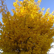 藍住町の自宅の前の公園の銀杏黄葉が朝の日差に輝いていました。　　　　・朝の日に銀杏黄葉の輝ける(和良)