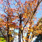 藍住町の自宅の前の公園の桜紅葉が今年は一段と綺麗でした。　　　　　　・青空に桜紅葉のくつきりと(和良)
