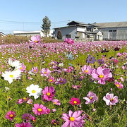 コスモスは遠くから見ても近寄りて見ても美しかったです。　　　　・遠く見る近寄りて見るコスモスよ(和良)