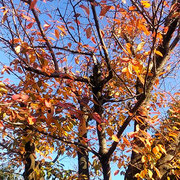 青空の下の公園の桜紅葉は冬の日差を受けて輝いて見えました。　　　　　・公園の桜紅葉に見惚れゐる(和良)