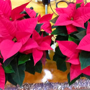 聖樹に添えられたポンセチアは真っ赤な色をしていました。　　　・真っ赤とはポインセチアの赤ならん(和良)