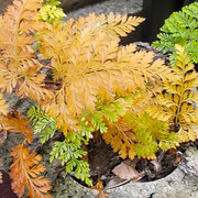 岡山県の友人からいただいた常盤忍も黄葉していました。　　　　　・いただきし常盤忍も黄葉して(和良)