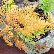 常盤忍の黄葉に冬の日差が当たると美しく輝いて見えました。　　　　　　　　・美しき常盤忍の照黄葉(和良)