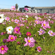 藍住町の自宅の近くの田にまだコスモスが咲き満ちていました。　　・コスモスのまだ咲いている田一枚(和良)