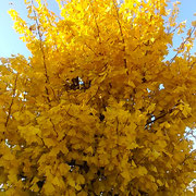 朝の日差しを浴びた公園の銀杏黄葉はとても豪華に見えました。　　　　　・公園の銀杏黄葉の豪華かな(和良)