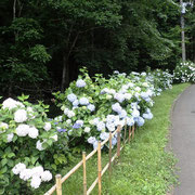 ちょうどこの時期沢沿いはアジサイがきれいです♪