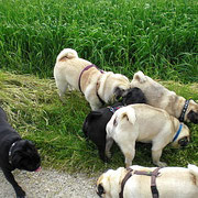 Wo ein Mops nachschaut,ist der Rest auch nicht weit.