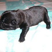 Benno Jr. 2 Tage alt
