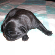 Brandy 2 Tage alt