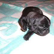 Bea Black Velvet 2 Tage alt