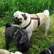 Louis und Benno Jr.