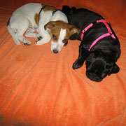 Beverly mit Jack-Russel-Freundin beim Kuscheln!