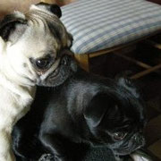 Hier mit Mops-Freundin Agathe!