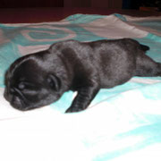 Bomber 2 Tage alt