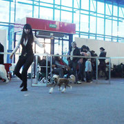 Выставка китайских хохлатых собак фото