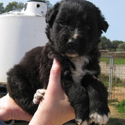 Teddy... Zuhause gefunden auf Kefalonia