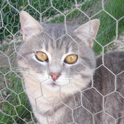 Smokey... Zuhause gefunden in Deutschland