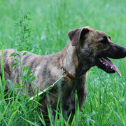 Tiga sucht ein Zuhause