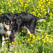 Trudi sucht liebevolle Zweibeiner