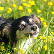 Trudi im Butterblumenfeld