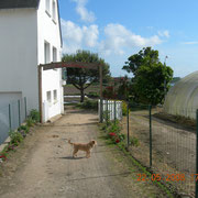 Petit chien devant l'entrée