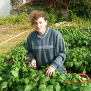 Sophie ramasse des haricots verts.