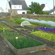 Culture de fleurs