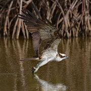 Osprey, Little Estero Lagoon; Nikon D500 + AF-S 200-400 400mm