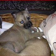 Kleine Princess
