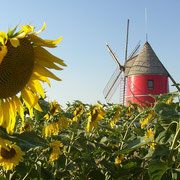 logo moulin et tournesols