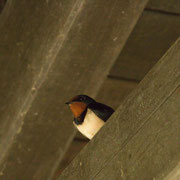 Rauchschwalbe (Archiv)