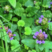  Kleine Braunelle (Prunella vulgaris)