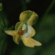 Kleinblütiges Springkraut (Impatiens parviflora) 