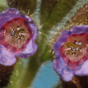 Geflecktes Lungenkraut (Pulmonaria officinalis) Blütenpollen