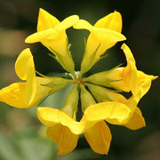 Gewöhnlicher Hornklee (Lotus corniculatus) 