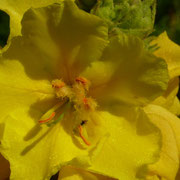 Filz-Königskerze Verbascum phlomoides 