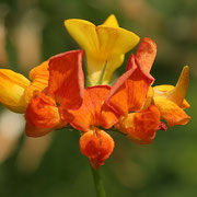 Gewöhnlicher Hornklee (Lotus corniculatus) 
