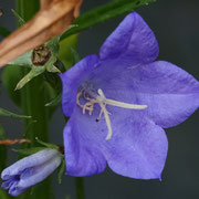 Pfirsichblättrige Glockenblume 2 Grandiflora Coerulea