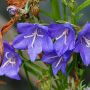 Pfirsichblättrige Glockenblume 1 Grandiflora Coerulea