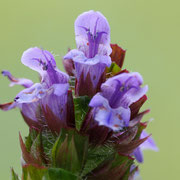 Kleine Braunelle (Prunella vulgaris)