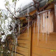 Der Meisenkasten voller Eiszapfen...