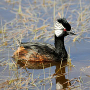 Pimpollo/White-tufted grebe/Rollandtaucher/Grèbe de Rolland, Kayak Agua Fresca Punta Arenas Chile (Foto Jaime Cárcamo)