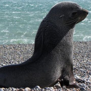 Lobo fino sudamericano/South American fur seal/Zuid-Amerikaanse pelsrob/Otarie d'Amérique du Sud  Kayak Agua Fresca Patagonia Chile