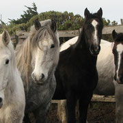 Cabalgatas o Horseback Riding Tours, Kayak Agua Fresca Patagonia Chile