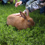 le lapin fauve de Bourgogne